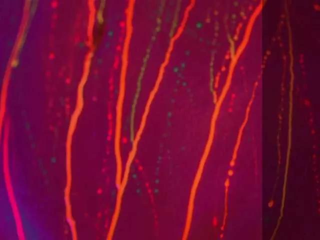 Freechat HEYBANANA on BongaCams