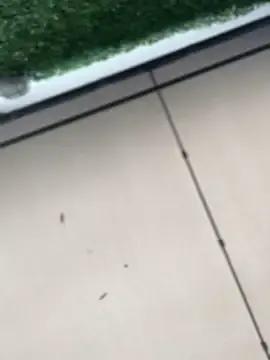 Freechat SweetieSinXXX on StripChat